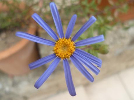 jardin,jardinnage,fleurs,plantes,février,soleil,nature