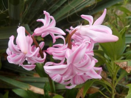 jardin,jardinnage,fleurs,plantes,février,soleil,nature