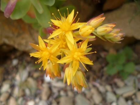 AU JARDIN CETTE SEMAINE jardin,jardinnage,fleurs,plantes,février,soleil,nature