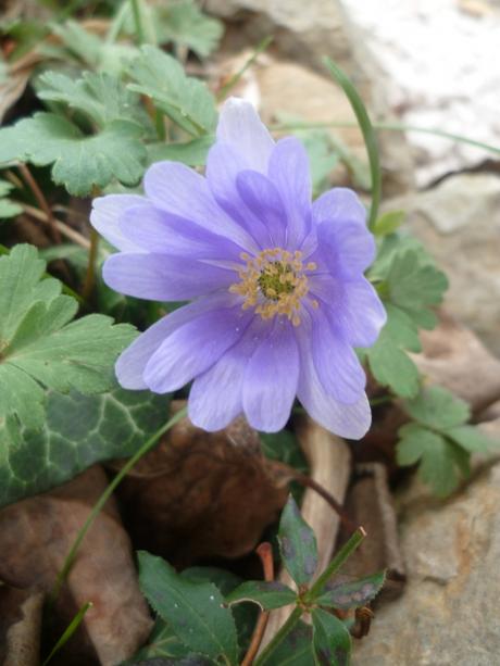 jardin,jardinnage,fleurs,plantes,février,soleil,nature