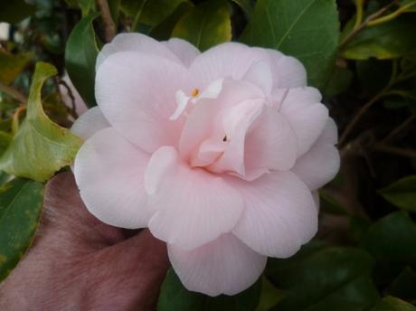 AU JARDIN CETTE SEMAINE jardin,jardinnage,fleurs,plantes,février,soleil,nature