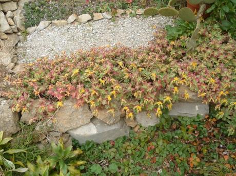 AU JARDIN CETTE SEMAINE jardin,jardinnage,fleurs,plantes,février,soleil,nature