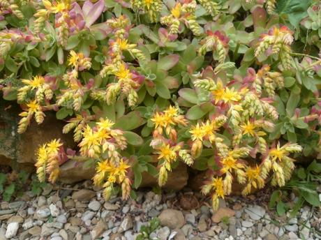 AU JARDIN CETTE SEMAINE jardin,jardinnage,fleurs,plantes,février,soleil,nature