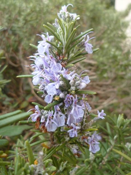 AU JARDIN CETTE SEMAINE jardin,jardinnage,fleurs,plantes,février,soleil,nature