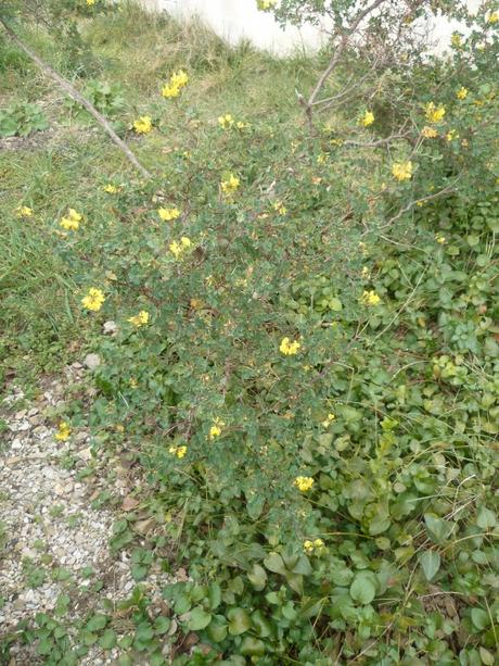 AU JARDIN CETTE SEMAINE jardin,jardinnage,fleurs,plantes,février,soleil,nature