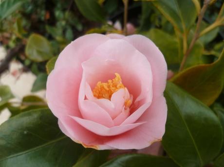 AU JARDIN CETTE SEMAINE jardin,jardinnage,fleurs,plantes,février,soleil,nature