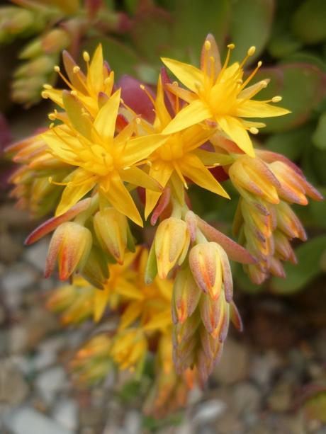 AU JARDIN CETTE SEMAINE jardin,jardinnage,fleurs,plantes,février,soleil,nature