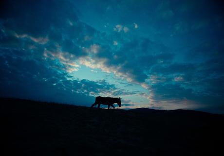 EO (2022) de Jerzy Skomilowski