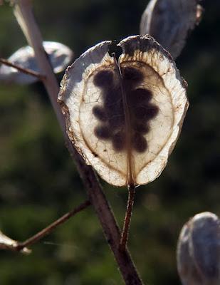 Tabouret des Champs (Thlaspi arvense)