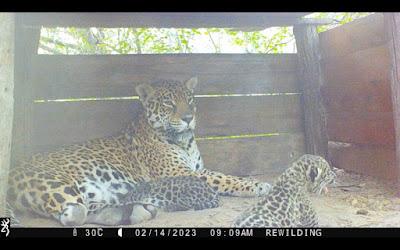 Deux nouveaux bébés jaguars dans El Impenetrable [Actu]