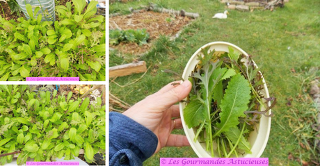 Poêlée de pois chiches très originale et très savoureuse (Vegan) Poêlée de pois chiches très originale et très savoureuse (Vegan)