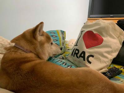 Hommage à un petit chien qui nous a quitté (Galia)