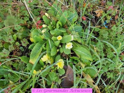 Tartinade surprise aux héliantis (Vegan)