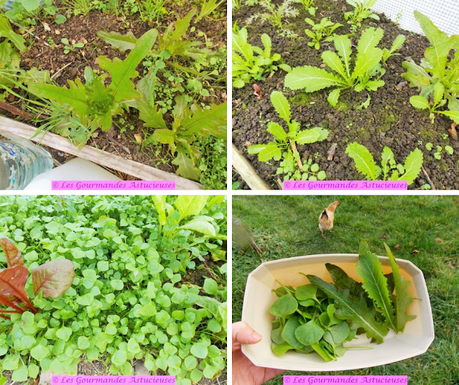 Tartinade surprise aux héliantis (Vegan)