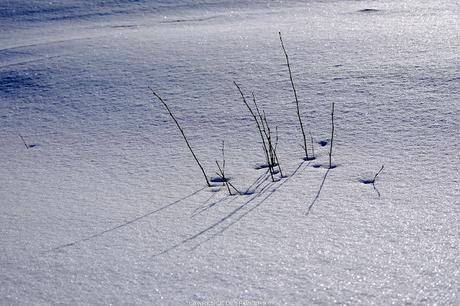 Petites brindilles…