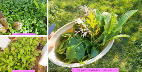 Salade opportuniste aux lentilles (Vegan)