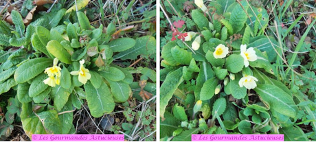 Salade opportuniste aux lentilles (Vegan)