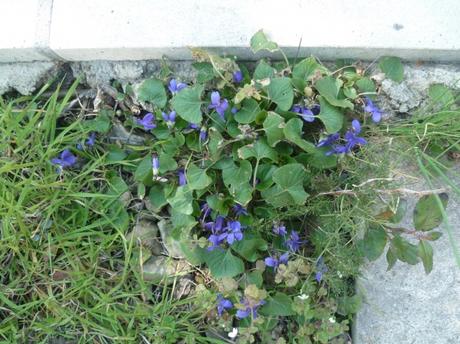 jardin,jardinage,fleurs,plantes,arbustes,outils