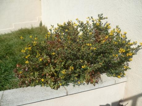 jardin,jardinage,fleurs,plantes,arbustes,outils