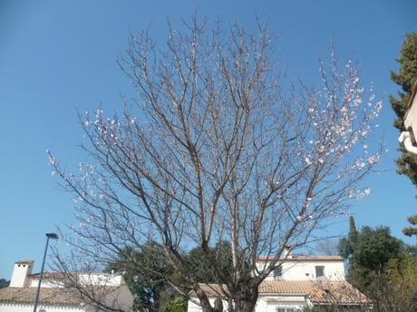 jardin,jardinage,fleurs,plantes,arbustes,outils