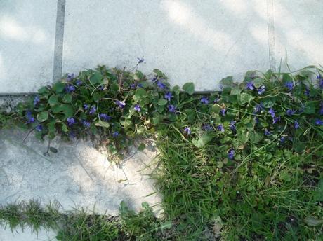 jardin,jardinage,fleurs,plantes,arbustes,outils