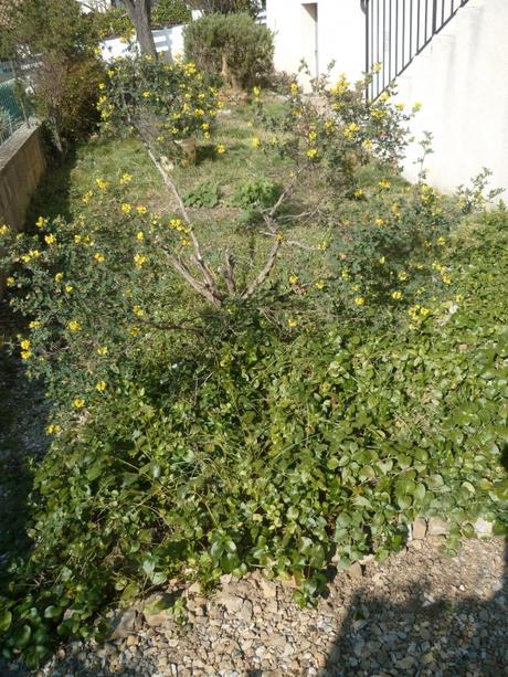 jardin,jardinage,fleurs,plantes,arbustes,outils