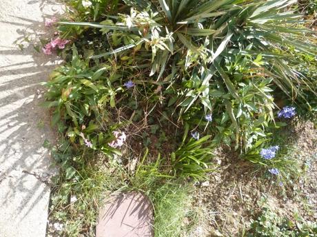 jardin,jardinage,fleurs,plantes,arbustes,outils