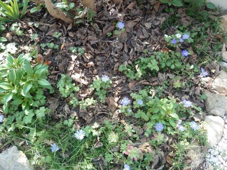 jardin,jardinage,fleurs,plantes,arbustes,outils