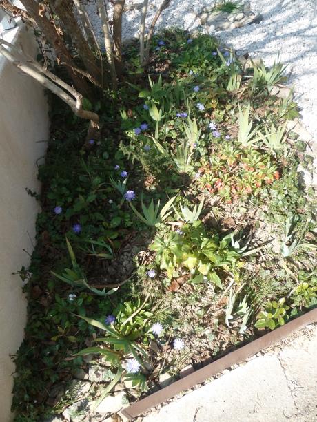 jardin,jardinage,fleurs,plantes,arbustes,outils