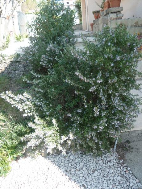 jardin,jardinage,fleurs,plantes,arbustes,outils