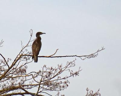 Grand cormoran (Grand cormoran)