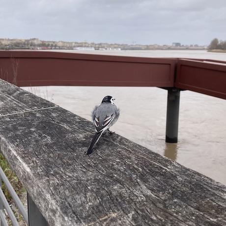 La bergeronnette n’est finalement pas si farouche