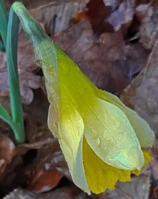 Jonquille, narcisse jaune (Narcissus pseudonarcissus)