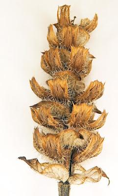 Brunelle à grandes fleurs (Prunella grandiflora)