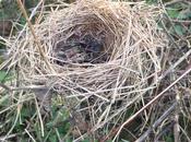 pluie d'oiseaux, autre chapitre