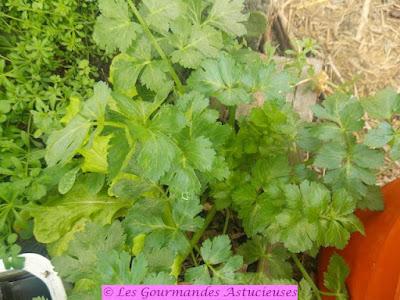 Boulettes de lentilles à la croûte de graines (Vegan)