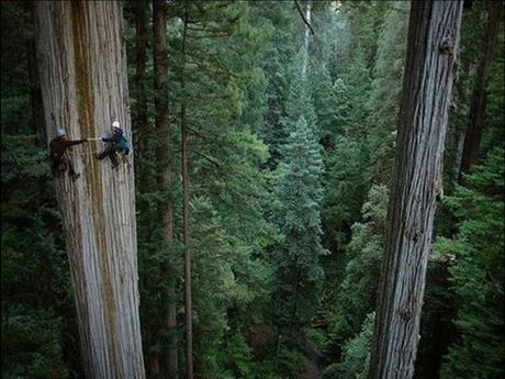 Divers - Laquelle la plus belle - 1