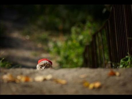 Divers - Laquelle la plus belle - 1