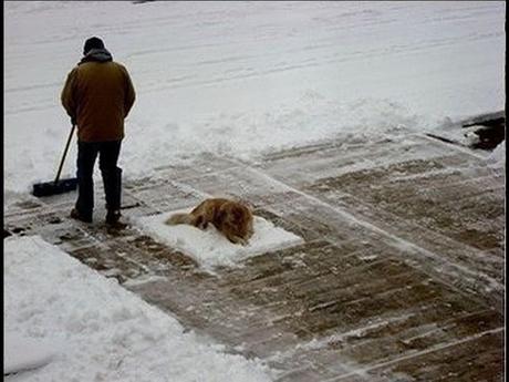 Divers - Laquelle la plus belle - 1