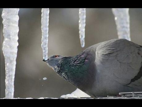Divers - Laquelle la plus belle - 1
