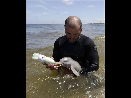 Divers - Laquelle la plus belle - 2