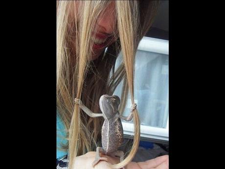 Divers - Laquelle la plus belle - 2