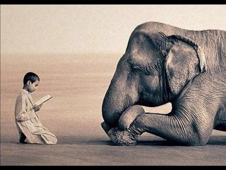 Divers - Laquelle la plus belle - 2