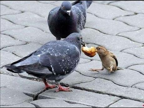 Divers - Laquelle la plus belle - 2