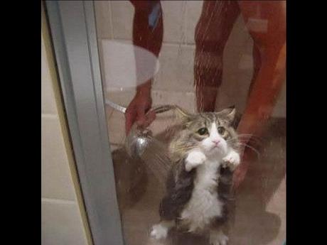 Divers - Laquelle la plus belle - 2