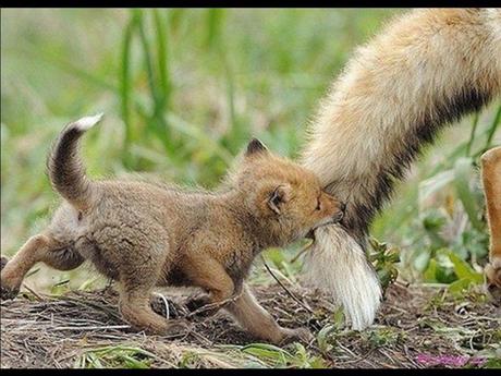 Divers - Laquelle la plus belle - 2