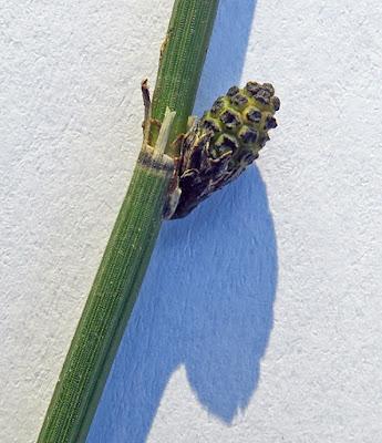 Prêle d'hiver (Equisetum hyemale)