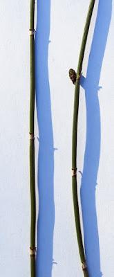 Prêle d'hiver (Equisetum hyemale)
