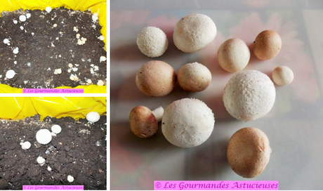 Assiette découverte à base de champignons (Vegan) Assiette découverte à base de champignons (Vegan)