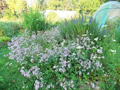 Comment créer un jardin riche en biodiversité grâce à la permaculture : les clés d'un écosystème harmonieux
